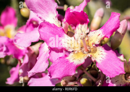 Nahaufnahme der Blüte eines Silk Floss Tree (Ceiba Speciosa), Kalifornien Stockfoto