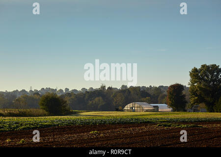 Abgeerntete Felder mit einem Hoop Haus in der Ferne im Spätherbst, Amish Country, Lancaster County, Pennsylvania, USA Stockfoto