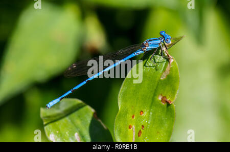 Eine Nahaufnahme von einem seltenen Blue Dragonfly essen das Blatt, wo es steht. Stockfoto