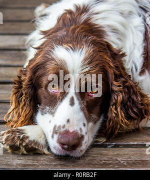 Nahaufnahme einer braunen und weißen Cocker Spaniel Gesicht, das ziemlich traurigen Blick Stockfoto