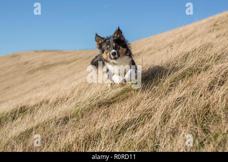 Eine schöne Dreifarbige Border Collie in der Steigung einer grasbewachsenen Bank direkt auf die Kamera zu. Stockfoto