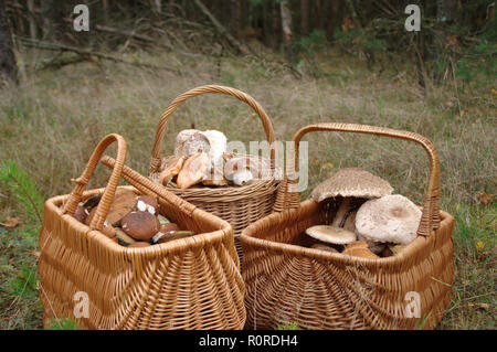 Weidenkörbe voll der rohen essbaren Pilzen. Herbst Pilze im Wald. Stockfoto