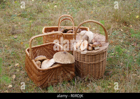 Weidenkörbe voll der rohen essbaren Pilzen. Herbst Pilze im Wald. Stockfoto