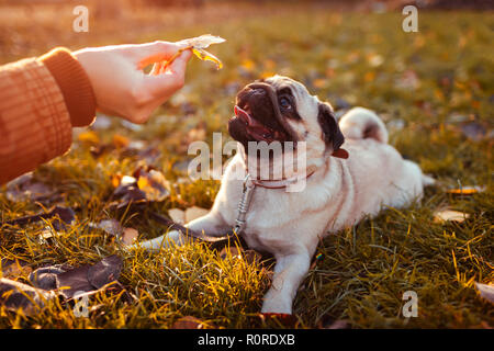 Master spielen mit Mops Hund im Herbst Park. Happy puppy liegen auf Gras durch die Beine des Mannes. Hund Spaß Stockfoto