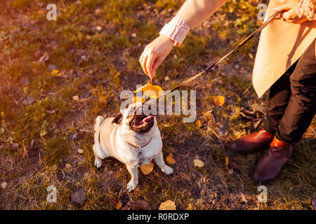 Master spielen mit Mops Hund im Herbst Park. Happy puppy liegen auf Gras durch die Beine des Mannes. Hund Spaß Stockfoto