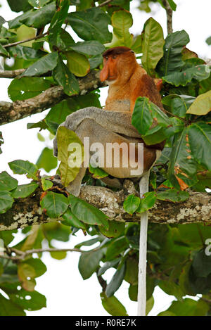 Proboscis Affen (Nasalis larvatus) sitzen im Baum, Bako Nationalpark, Sarawak, Borneo, Malaysia Stockfoto