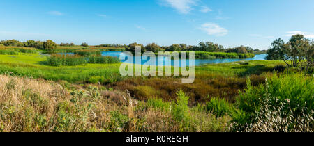 Sumpf, Nationalpark Doñana, El Rocina, Coto de Doñana Nationalpark, Provinz Huelva, Andalusien, Spanien Stockfoto