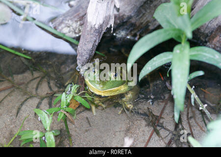 Bull Frog versteckt unter Anmelden Stockfoto