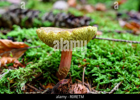 Rote Risse (Xerocomellus chrysenteron Bolete) in Moss, Bayern, Deutschland Stockfoto