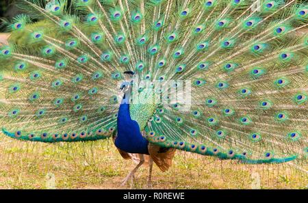 Indische Pfau (Pavo cristatus) schlägt ein Rad, Frankreich Stockfoto