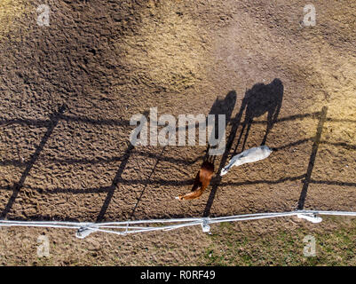 Paar rassigen Pferden wandern und Beweidung im Fahrerlager in der Nähe von Stabil. Langer abend Nachmittag Schatten. Schöne Tiere auf der Farm oder Ranch. Antenne top Stockfoto