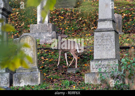 Rehe grasen am Oak Hill Friedhof neben Rock Creek Park in Washington, DC, November 2018 Stockfoto