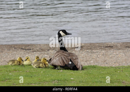 Kanada Gans ruht mit Gänschen Stockfoto