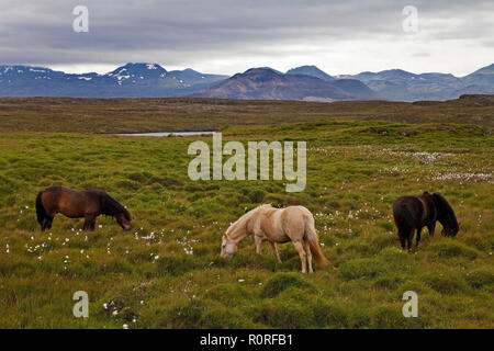 Isländische Pferde (Equus ferus Caballus) in grüner Landschaft, Pori, Snaefellsnes, West Island, Island Stockfoto