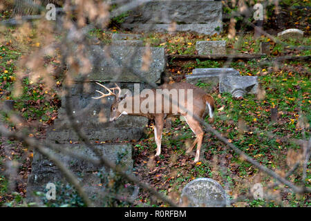 Rehe grasen am Oak Hill Friedhof neben Rock Creek Park in Washington, DC, November 2018 Stockfoto