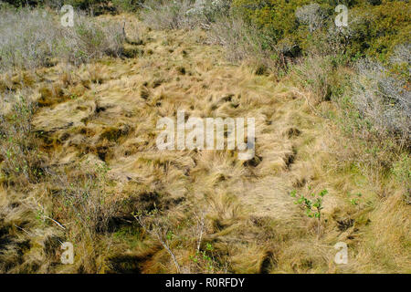 Gräser in der Salzwiesen in Assateague Island National Seashore Park, Maryland Stockfoto