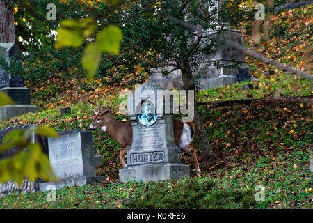 Rehe grasen am Oak Hill Friedhof neben Rock Creek Park in Washington, DC, November 2018 Stockfoto