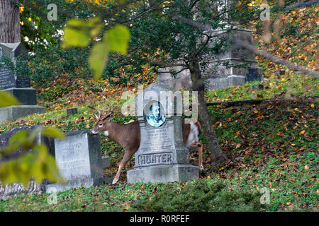 Rehe grasen am Oak Hill Friedhof neben Rock Creek Park in Washington, DC, November 2018 Stockfoto