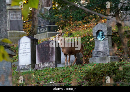 Rehe grasen am Oak Hill Friedhof neben Rock Creek Park in Washington, DC, November 2018 Stockfoto