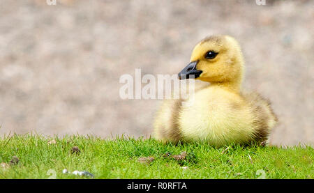 Ein entzückender Canada Goose Gosling ruht im Gras Stockfoto