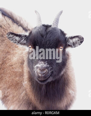 Zwergziege Portrait Stockfoto