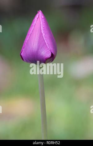 Rosa Tulpe Bud Stockfoto