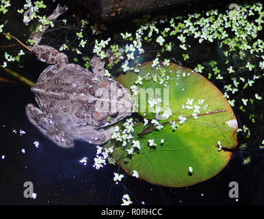 Kröte auf Lily Pad Stockfoto