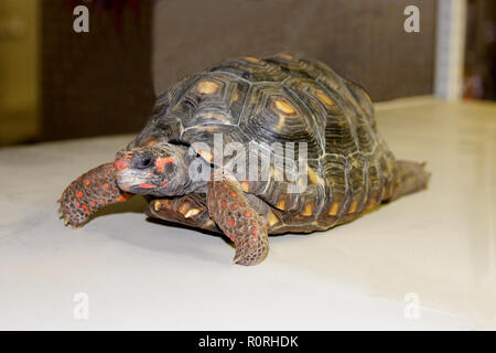 Schildkröte Stockfoto