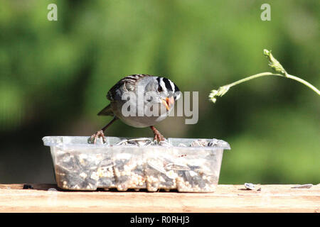 Weiß – Crowned Sparrow Stockfoto