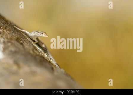 Australische outback Skink sitzt aufmerksam und vorsichtig Sonne - Backen in der Morgensonne wärmen sich für das Sammeln von Lebensmitteln des Tages und die Erforschung bereit. Stockfoto