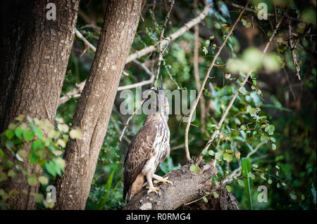 Nahaufnahme eines Crested oder "Veränderbar" Hawk Eagle (Nisaetus cirrhatus). Portrait von Vogel, Frontkamera, sitzen auf den Zweig der Baum im Wald Hintergrund Stockfoto