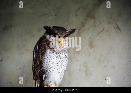 Porträt einer Malaiischen oder gesperrt Uhu (Bubo sumatranus). Stockfoto