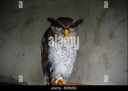Porträt einer Malaiischen oder gesperrt Uhu (Bubo sumatranus). Stockfoto