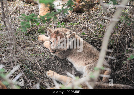 Baby lion Schatten unter einem Baum, in der Mittagssonne - Serengeti, Afrika Stockfoto