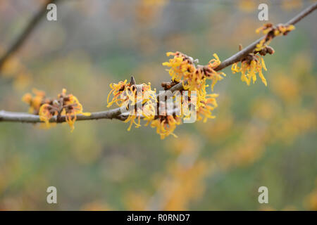 Hamamelis x intermedia Orange Peel Stockfoto