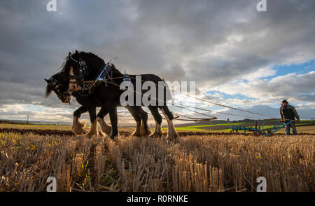 Pferde, clydesdale, Shire, Pflügen, Landwirtschaft, Land, Tradition, Event, Fotografie, phil Wilkinson Stockfoto