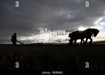 Pferde, clydesdale, Shire, Pflügen, Landwirtschaft, Land, Tradition, Event, Fotografie, phil Wilkinson Stockfoto