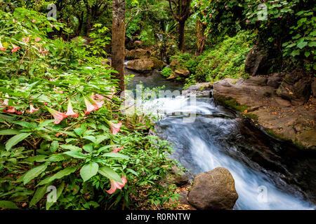 Das federende Rio Cupatitzio mit Angel's trumpet Blumen im Nationalpark, Uruapan, Michoacán, Mexiko gesäumt. Stockfoto