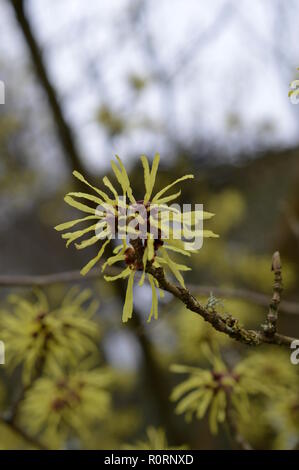 Hamamelis x intermedia Sunburst Stockfoto