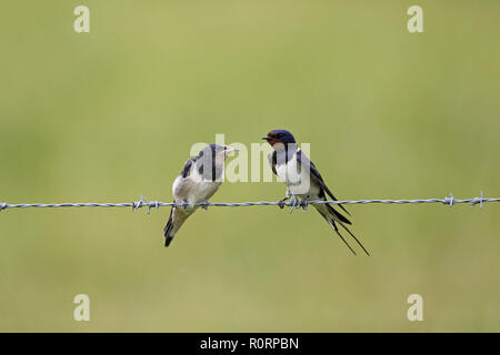 Rauchschwalbe, Hirundo rustica, Erwachsene und Jugendliche mit Essen in Rechnung Stockfoto