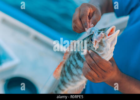 Fisch in der hand Fischer. Angeln Konzept, tropische Fische und Köder Stockfoto