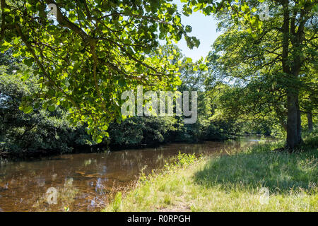 Englische Landschaft Fluss Szene. Den Fluss Derwent, die zwischen Bäume im Sommer, in der Nähe der Offerton, Derbyshire, Peak District, England, Großbritannien Stockfoto