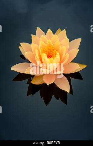 Closeup Blume orange hardy Seerose nymphaea Sorte Stockfoto