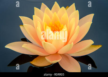 Closeup Blume orange hardy Seerose nymphaea Sorte Stockfoto