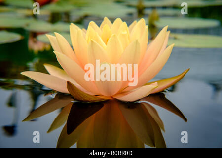 Closeup Blume orange hardy Seerose nymphaea Sorte Stockfoto