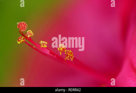 Extreme Staubgefäße und Stempel Makro einer Mirabilis Jalapa Blume (vier Uhr Flower) Stockfoto