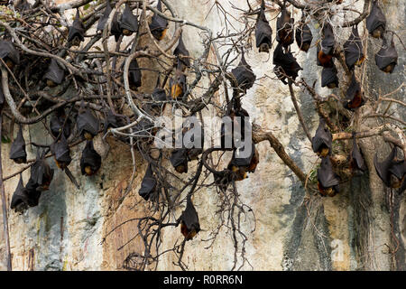 Flying foxes Kolonie hängen auf abgestorbene Äste, die auf einer Klippe in Ko Lanta Island, Thailand Stockfoto