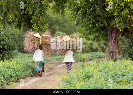 Landwirtinnen, die Heu Trauben auf den Kopf in der Landschaft in Myanmar Stockfoto