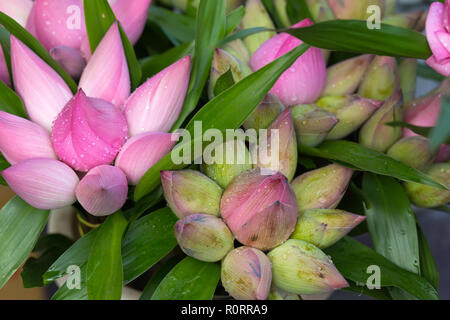 Bündel von Lotus Buds in einem Vietnam shop, verwendet als Opfergaben in buddhistischen Tempeln Stockfoto