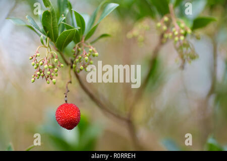 Arbutus unedo rote Beere auf dem Baum Stockfoto